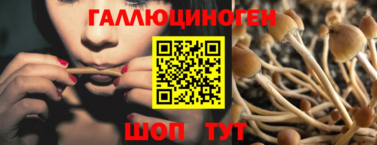 Псилоцибиновые грибы Psilocybe Брянск